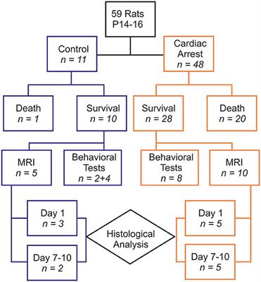 A Rodent Model of Mild Neonatal Hypoxic Ischemic Encephalopathy